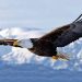 Volar alto, pero con los ojos en la montaña