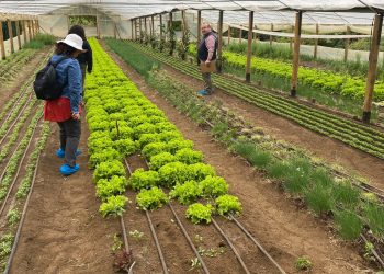 Alianza INDAP y Unimarc impulsa agricultura familiar