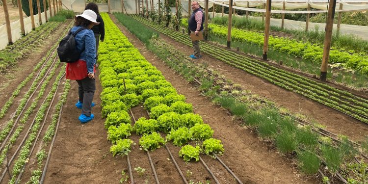 Alianza INDAP y Unimarc impulsa agricultura familiar