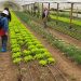 Alianza INDAP y Unimarc impulsa agricultura familiar
