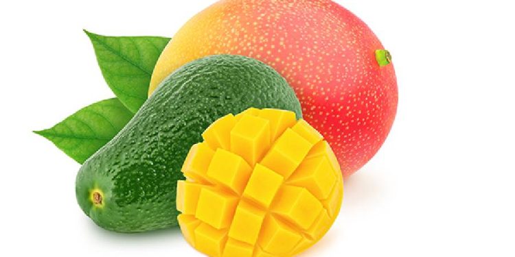 España impulsa su sector de aguacate y mango con importante extensión normativa