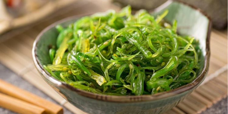 Algas kelp: El superalimento marino que mejora la salud intestinal de las mascotas