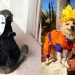 Animangaki 2025 sorprende con concurso de cosplay para mascotas en Malasia