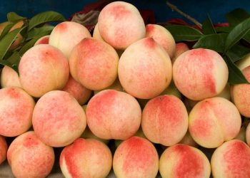 El mercado de tierras en durazno muestra precios agrícolas firmes en 2025