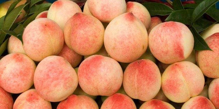 El mercado de tierras en durazno muestra precios agrícolas firmes en 2025