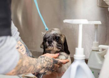 Hondureños optimizan el bienestar animal con aceite reciclado