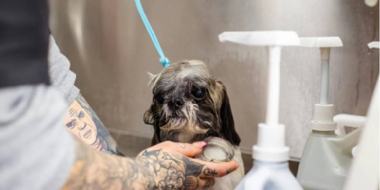 Hondureños optimizan el bienestar animal con aceite reciclado