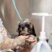 Hondureños optimizan el bienestar animal con aceite reciclado