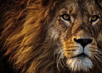 Zoológico danés desata controversia por alimentar depredadores con mascotas
