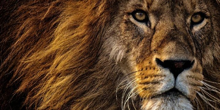 Zoológico danés desata controversia por alimentar depredadores con mascotas