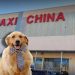 Maxi China amplía su oferta con productos para mascotas en Nuevo León
