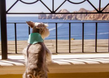 Nobu Hotel Los Cabos une lujo japonés y hospitalidad pet friendly