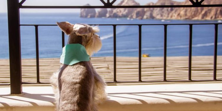 Nobu Hotel Los Cabos une lujo japonés y hospitalidad pet friendly
