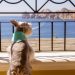 Nobu Hotel Los Cabos une lujo japonés y hospitalidad pet friendly