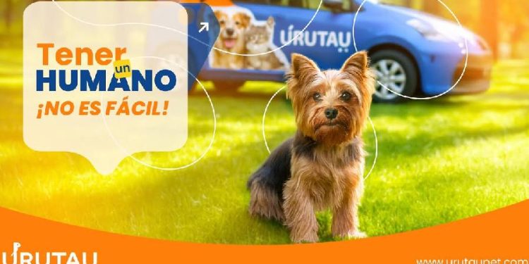 Paraguay estrena su primer servicio profesional de transporte de mascotas