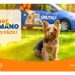 Paraguay estrena su primer servicio profesional de transporte de mascotas