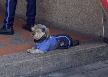 Jordan Ignacio, el perro vigilante que se convirtió en sensación en Bogotá
