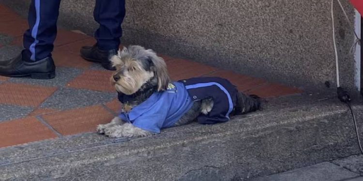 Jordan Ignacio, el perro vigilante que se convirtió en sensación en Bogotá