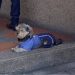 Jordan Ignacio, el perro vigilante que se convirtió en sensación en Bogotá