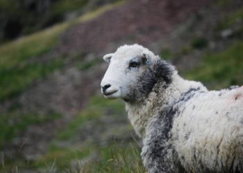 Exportaciones ovinas uruguayas crecen 6 por ciento con la lana como motor