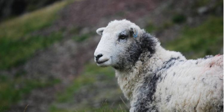Exportaciones ovinas uruguayas crecen 6 por ciento con la lana como motor