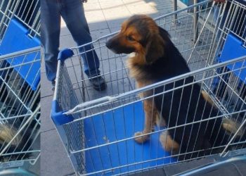 Supermercados en Chile apuestan por carritos para mascotas, generando debates