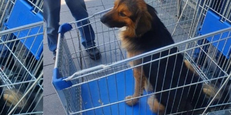 Supermercados en Chile apuestan por carritos para mascotas, generando debates