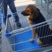 Supermercados en Chile apuestan por carritos para mascotas, generando debates