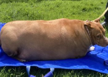 Dieta vegana en perros: Riesgos nutricionales y advertencias de especialistas