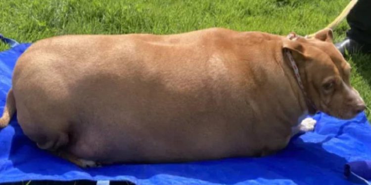 Dieta vegana en perros: Riesgos nutricionales y advertencias de especialistas