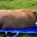 Dieta vegana en perros: Riesgos nutricionales y advertencias de especialistas