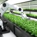 Revolución robótica en la agricultura española: eficiencia, empleo y sostenibilidad