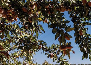 Almendras europeas: sostenibilidad, calidad y desarrollo rural