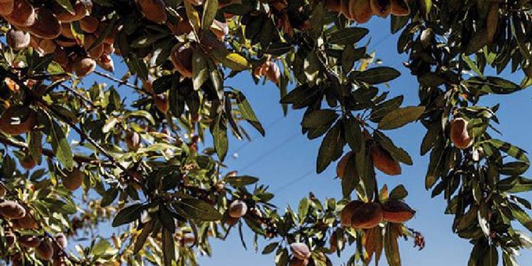 Almendras europeas: sostenibilidad, calidad y desarrollo rural