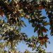Almendras europeas: sostenibilidad, calidad y desarrollo rural
