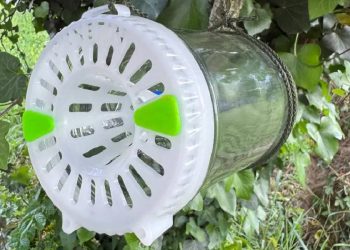 Ornetin UV: una trampa española que captura avispas asiáticas sin químicos
