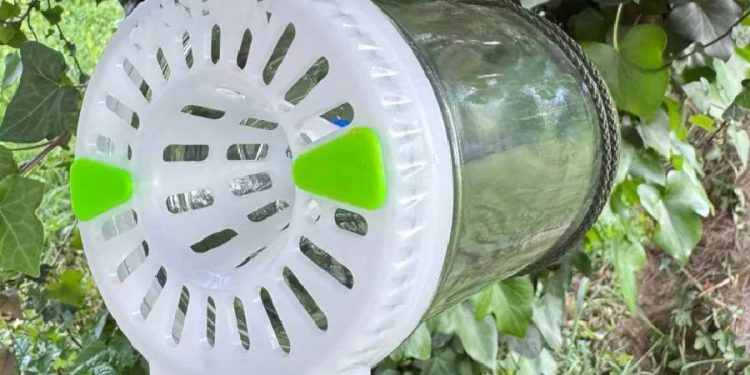 Ornetin UV: una trampa española que captura avispas asiáticas sin químicos