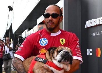 Roscoe el bulldog de Lewis Hamilton entre la fama y la incertidumbre