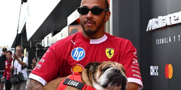 Roscoe el bulldog de Lewis Hamilton entre la fama y la incertidumbre