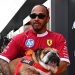 Roscoe el bulldog de Lewis Hamilton entre la fama y la incertidumbre
