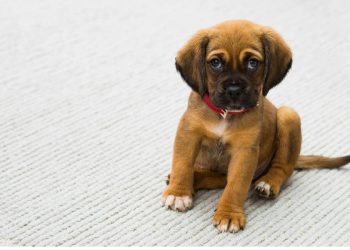 Empresas de bebés diversifican al mercado pet con productos para perrhijos