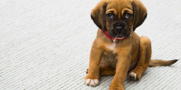 Empresas de bebés diversifican al mercado pet con productos para perrhijos