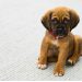 Empresas de bebés diversifican al mercado pet con productos para perrhijos