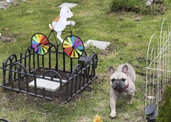 Los servicios funerarios para mascotas crecen más rápido que los humanos