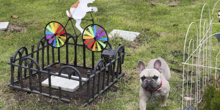 Los servicios funerarios para mascotas crecen más rápido que los humanos