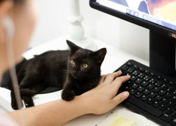 ¿Podrá la ciudad de México convertirse en referente pet friendly laboral?