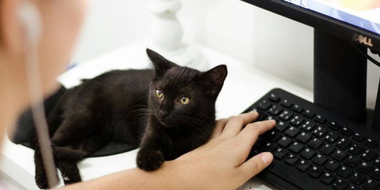 ¿Podrá la ciudad de México convertirse en referente pet friendly laboral?