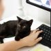 ¿Podrá la ciudad de México convertirse en referente pet friendly laboral?