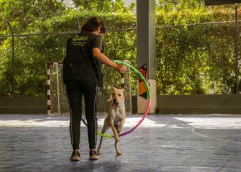 Perros durante la pandemia mostraron más agresividad y problemas de adiestramiento