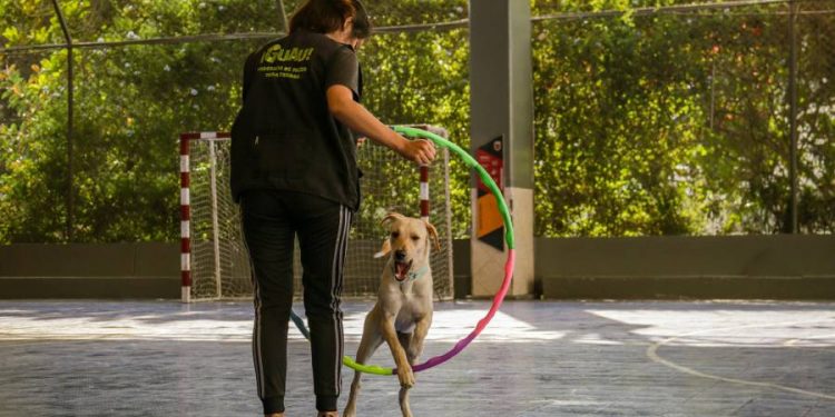 Perros durante la pandemia mostraron más agresividad y problemas de adiestramiento